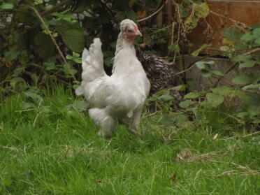 Pol lavender araucana