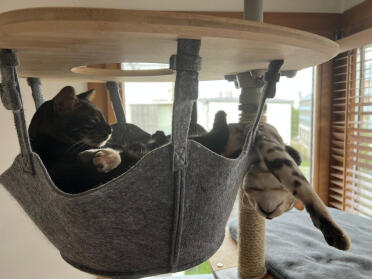 Omlet hammock from cat's perspective