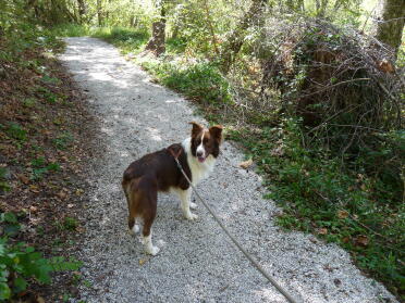 Rocky loves to go hiking!