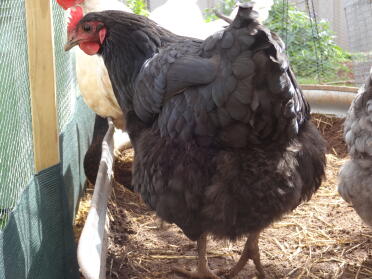 Pancake the Australorp