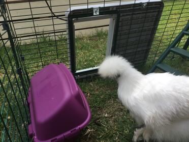 Chicken in Run with Autodoor Attached to Run