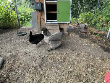 Happy hens using the Omlet autodoor
