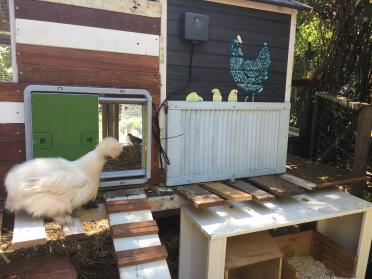 Chickens love using the autodoor!