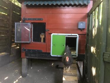 Omlet Green Automatic Chicken Coop Door Attached to Wooden Chicken Coop