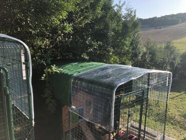 Omlet Walk in Chicken Run with Wooden Chicken Coop Inside with Omlet Green Automatic Chicken Door Attached