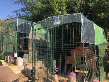 Omlet Walk in Chicken Run with Wooden Chicken Coop Inside with Omlet Green Automatic Chicken Door Attached