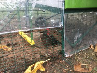 Omlet Green Eglu Cube Large Chicken Coop and Run