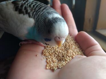 Berry eating seeds