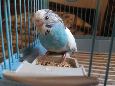 Berry the Budgie