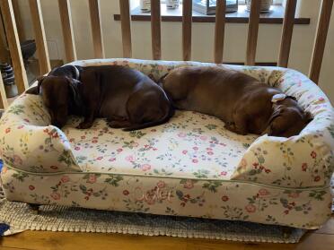 Sisters sharing their bed!