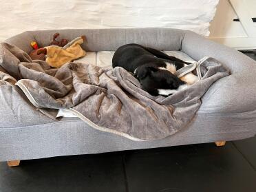 Welsh Sheepdog Peg enjoying her new bed, especially the cooling mat.