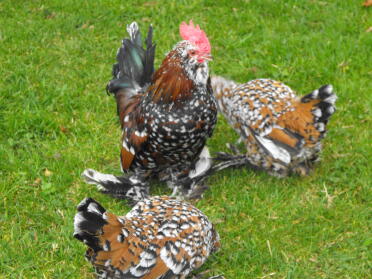 What beautiful booted bantam chickens!