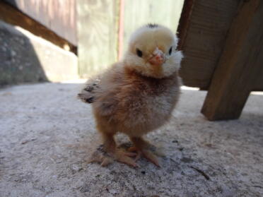 Barbu d'uccle chick