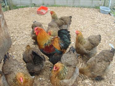 A flock of brahma chickens.