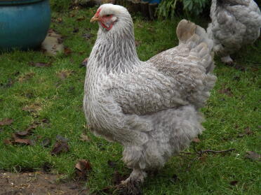 Ivy my beautiful brahma hen