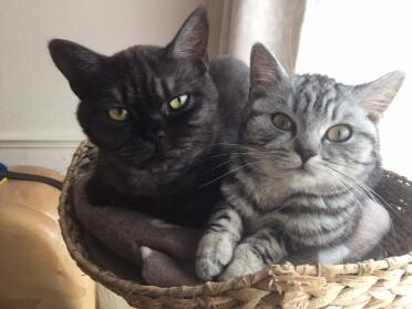 Black smoke and silver tabby