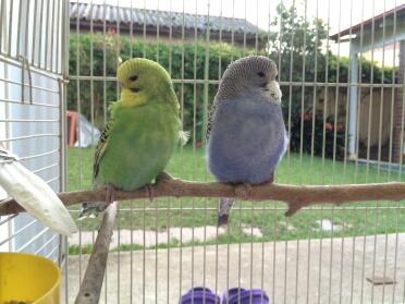 Cutest baby budgies