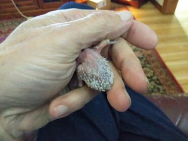 Baby budgie in hand