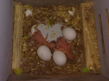 Budgies hatching