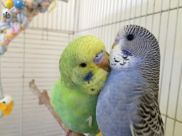 Baby budgies