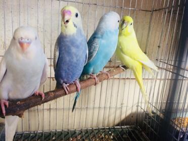 There are so many colours of budgies!