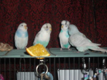 Budgies in aviary