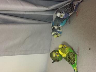 Budgies are such friendly pets!