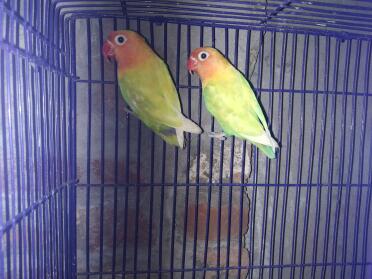 Budgies in cage