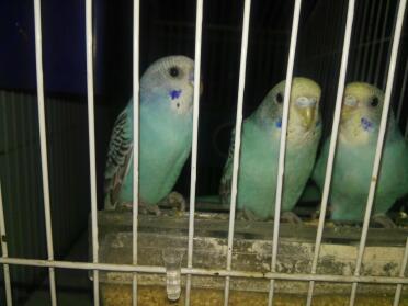 Budgies love to post up