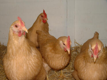 Buffrock pullets posing for camera