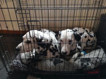 Dalmatians love the fido