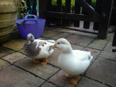 A pair of silver apricot ducks.