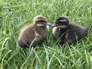 What lovely brown and yellow feathers!