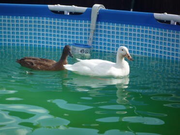 Ducks in pool