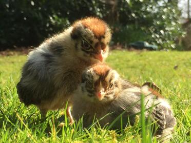 What gorgeous golden chicks!