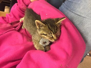 A kitten cuddling in a girl's arms