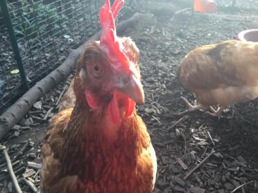 Hen Solo looking to see if the camera has treats 