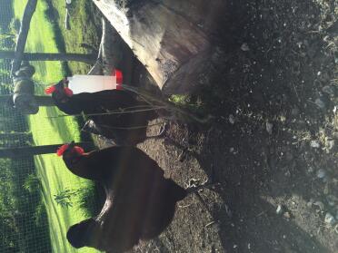 Our copper maran hens, cassandra and latisha enjoying the afternoon sunshine