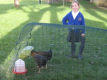 Chickens enjoying the Eglu! 