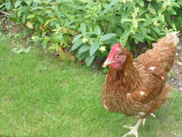 Chickens love to range around freely!