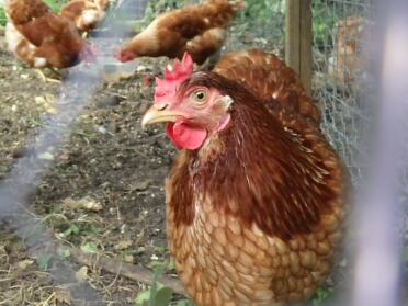 Chickens love exploring the garden!