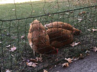 Stop your chickens running off with the chicken fencing!