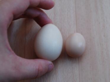 These were laid by the same hen, a day apart.