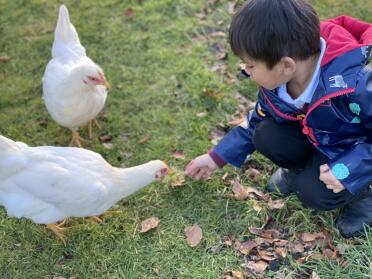 Chickens love grass 