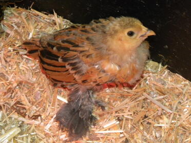 A baby barbd'uccle bantam