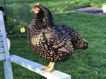 Beautiful betty chicken, double silver laced bsrnevelder bantsm