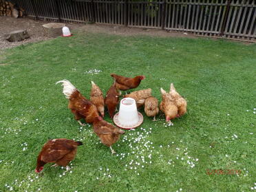 Chickens eating layers pellets in my back yard