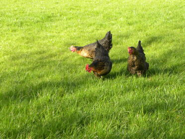 Chickens enjoying the grass