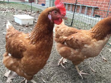 Chickens just checking out the phone. By Clarisse 