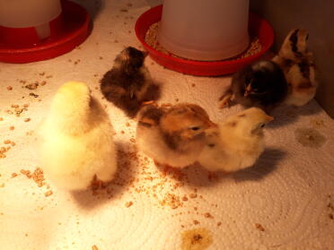 How about hatching some Easter chicks!